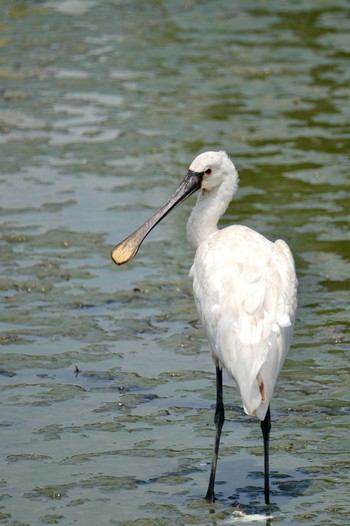 Eurasian Spoonbill 与根の三角池 Thu, 7/6/2023