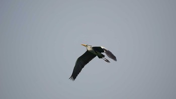 Grey Heron くつわ堰 Sun, 5/27/2018