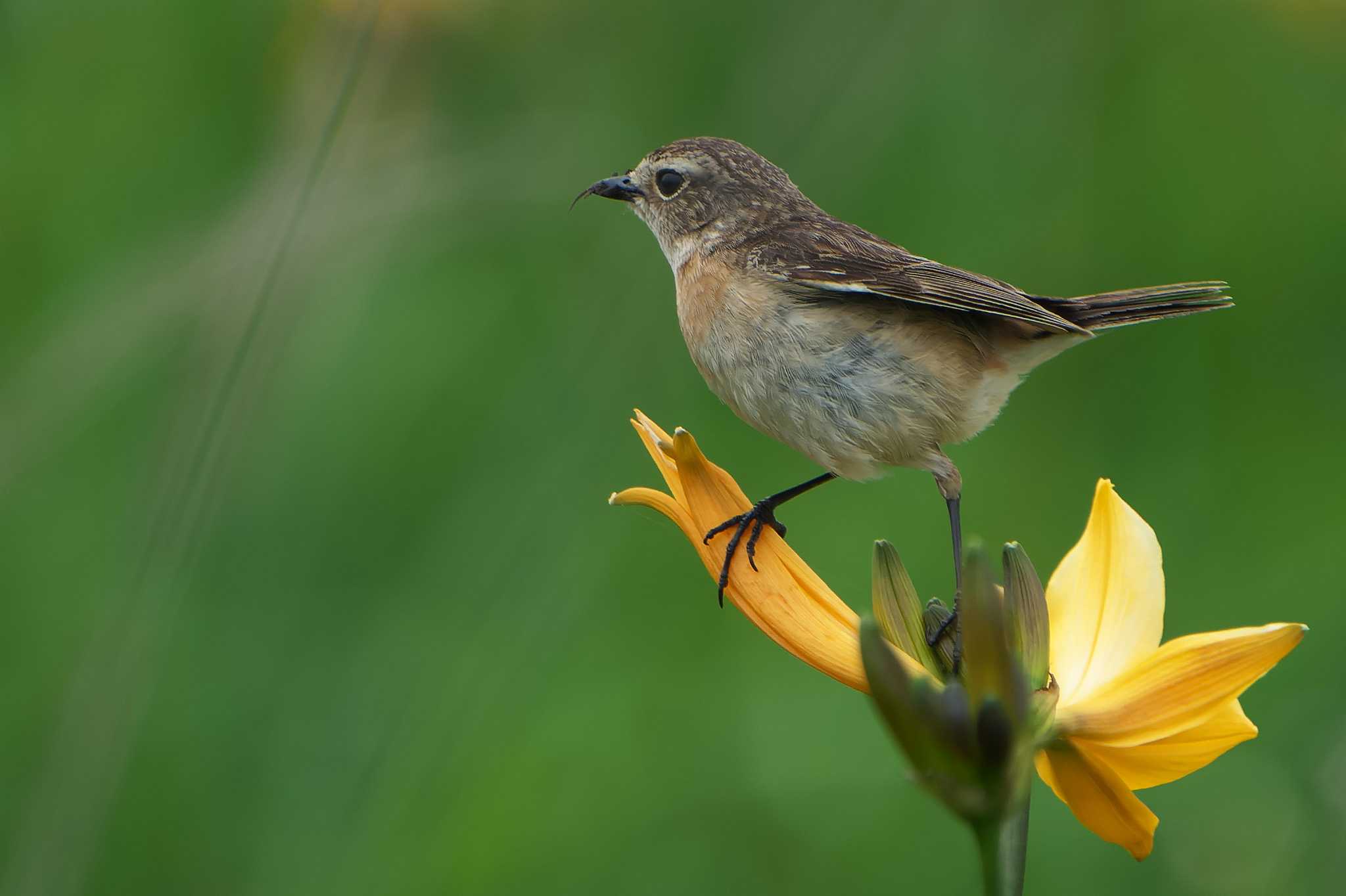 Photo of Amur Stonechat at Kiritappu Wetland by 禽好き