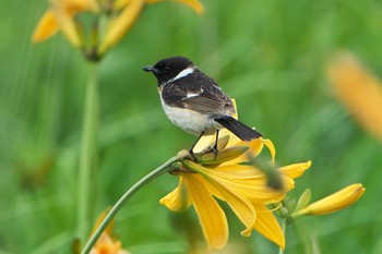 Amur Stonechat Kiritappu Wetland Sat, 6/17/2023