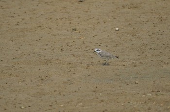 シロチドリ 石垣島 宮良川 2023年7月6日(木)