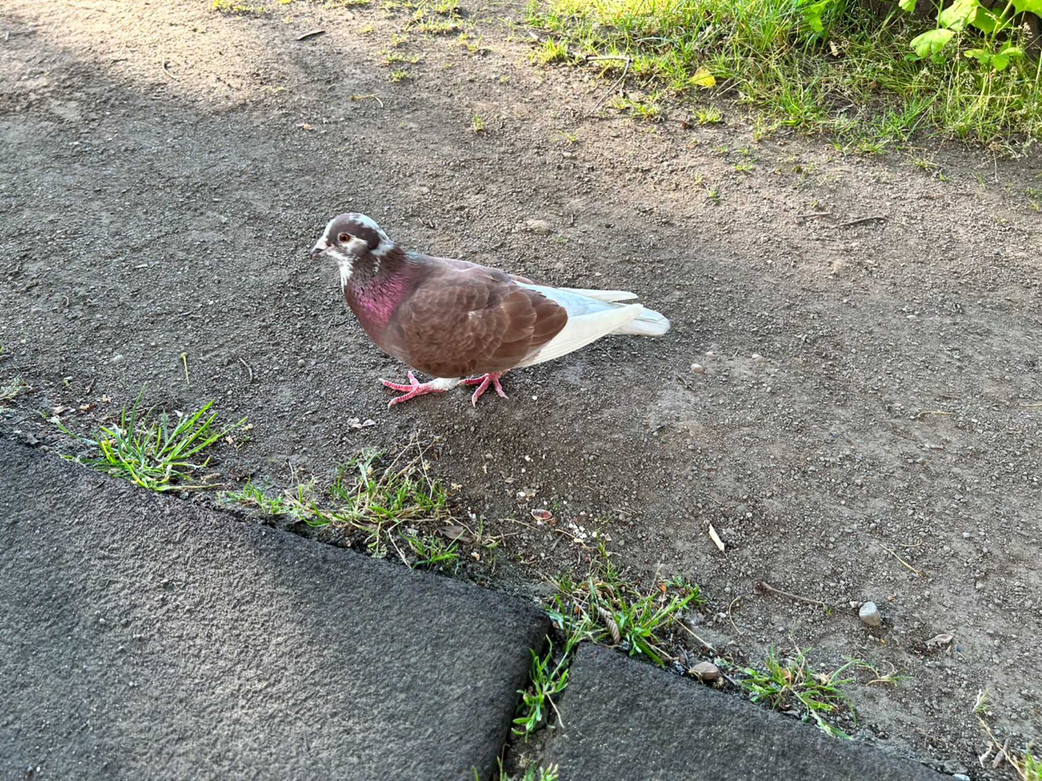 Rock Dove