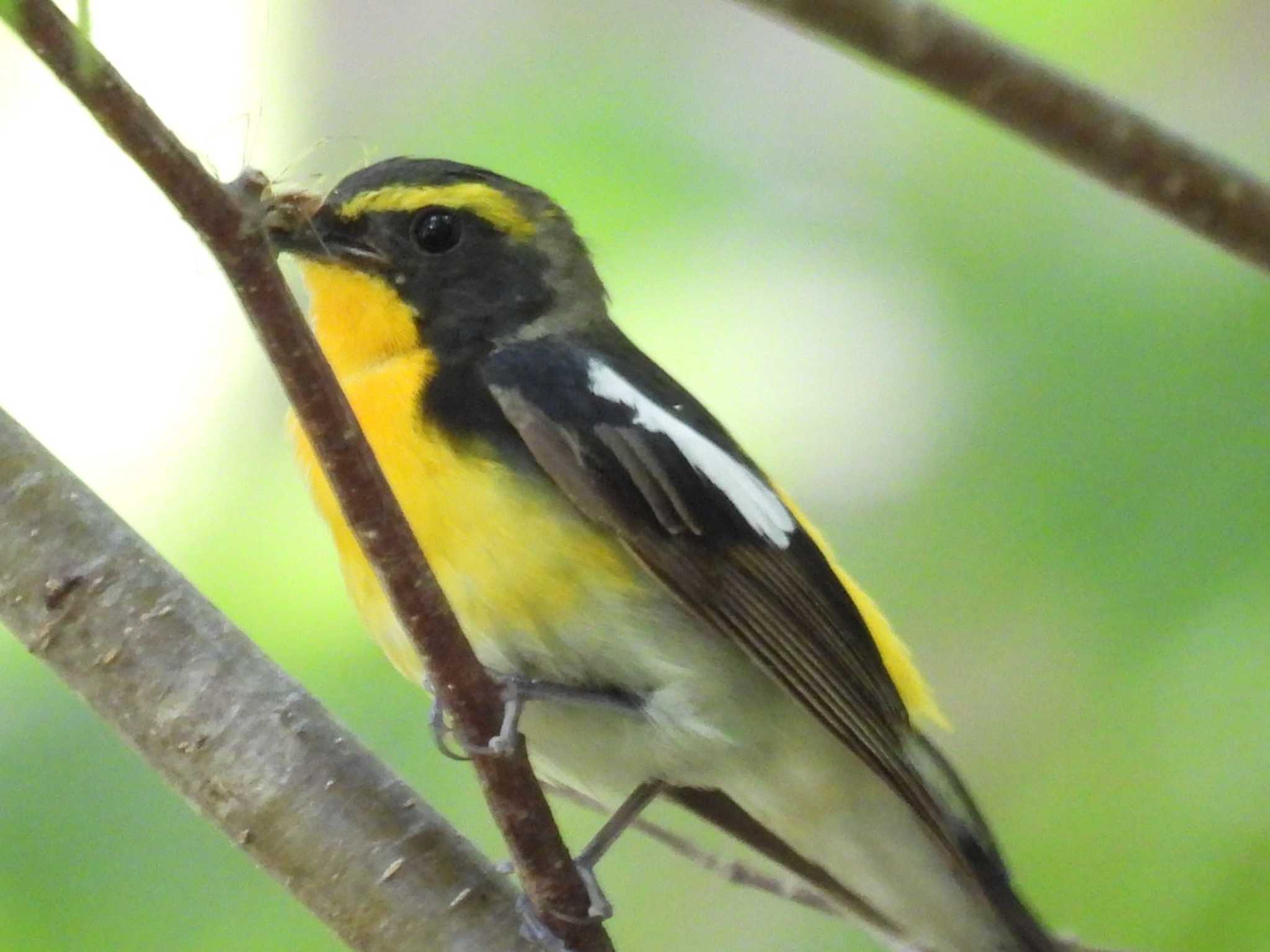 Narcissus Flycatcher