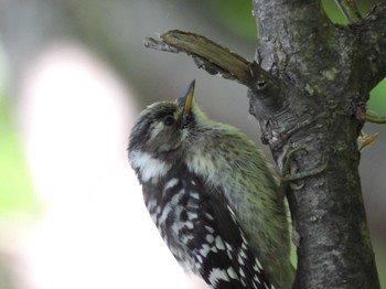 Sat, 6/24/2023 Birding report at Nishioka Park
