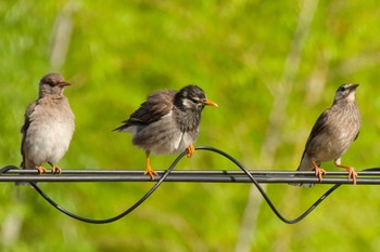 White-cheeked Starling 京都府 Sat, 6/17/2023