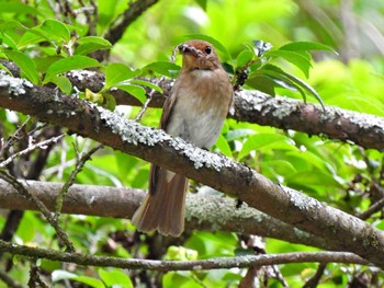 Blue-and-white Flycatcher 日本ラインうぬまの森 Thu, 7/6/2023