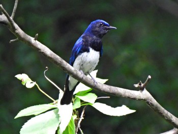 Blue-and-white Flycatcher 日本ラインうぬまの森 Thu, 7/6/2023