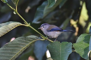 ルリハコバシチメドリ Doi Angkhang 2023年2月20日(月)