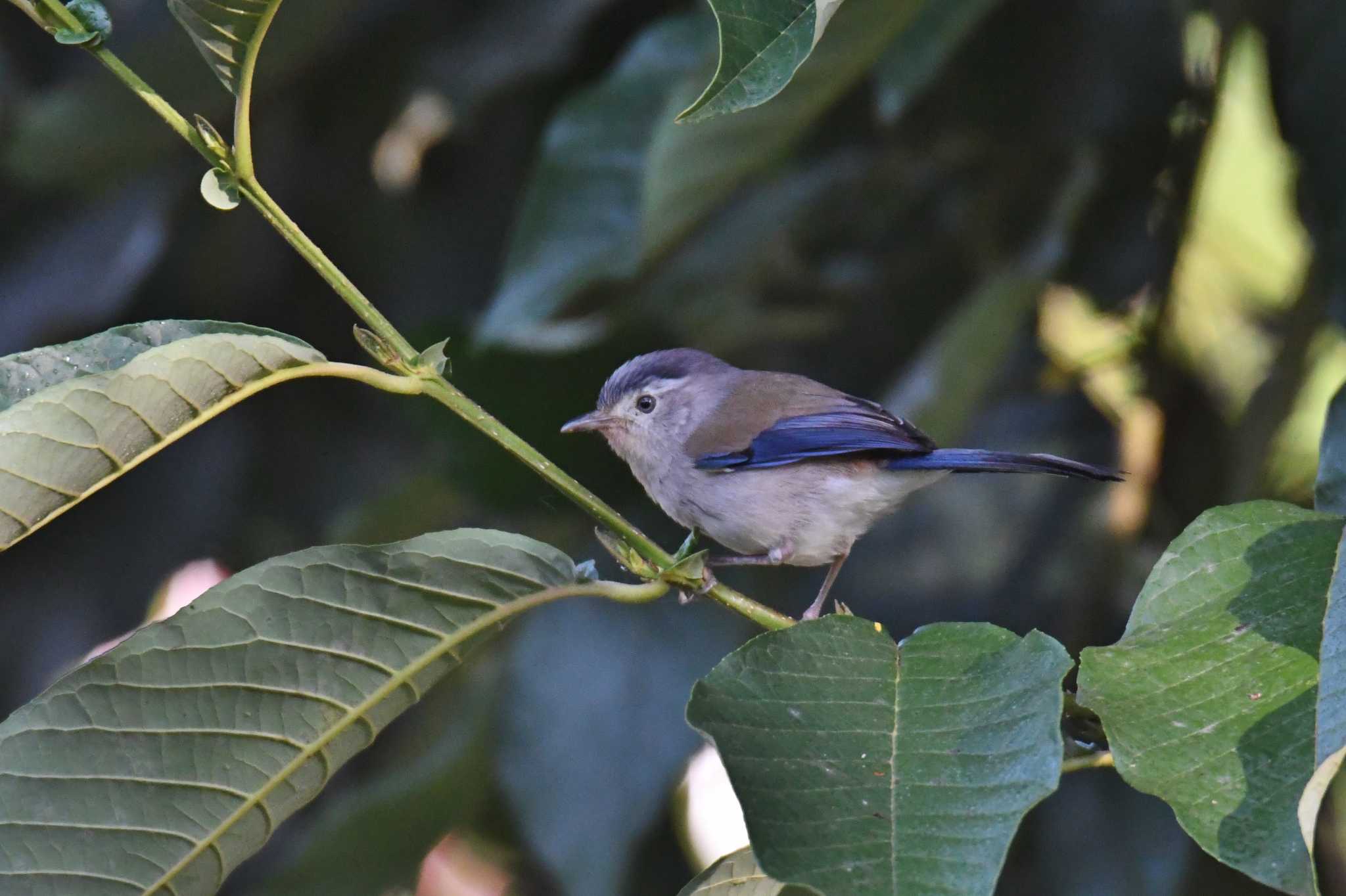 Blue-winged Minla