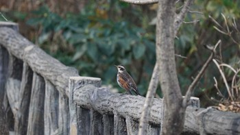 Dusky Thrush 貝山緑地 Wed, 1/24/2018