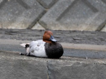 2023年7月2日(日) 浦上川(長崎市)の野鳥観察記録