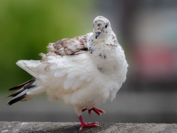 Rock Dove 中島川 石橋群周辺(長崎市) Sun, 7/2/2023