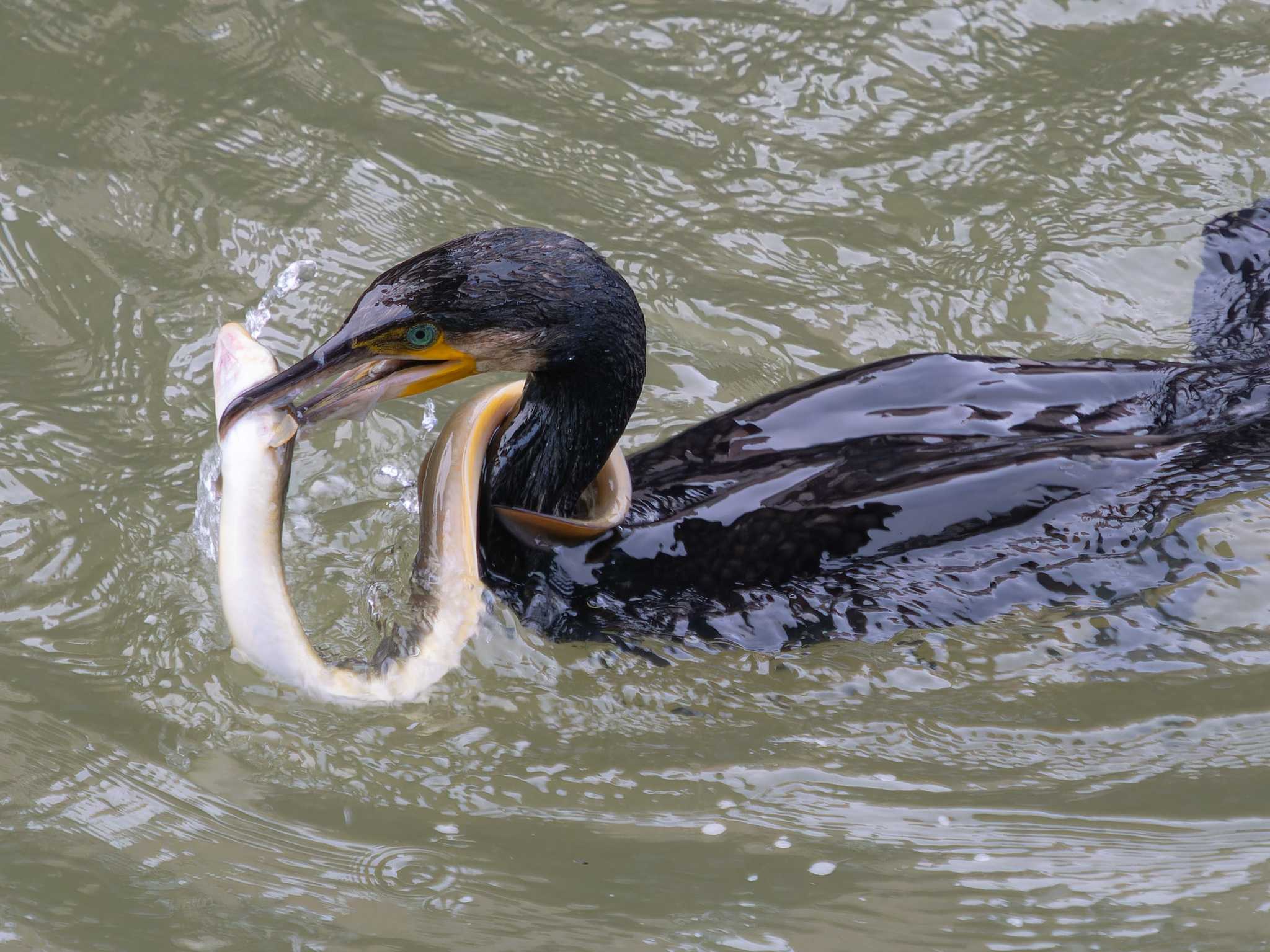 Photo of Great Cormorant at 中島川 石橋群周辺(長崎市) by ここは長崎