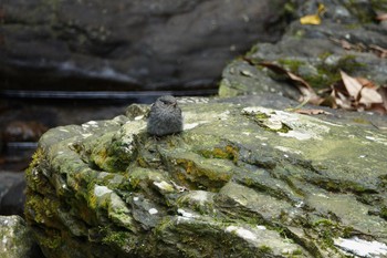 Plumbeous Water Redstart 烏来(台湾) Wed, 5/17/2023