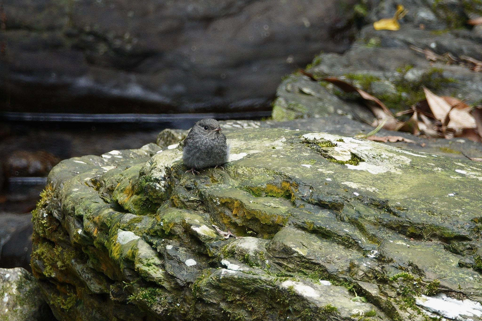 Plumbeous Water Redstart