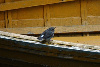 Plumbeous Water Redstart 烏来(台湾) Wed, 5/17/2023