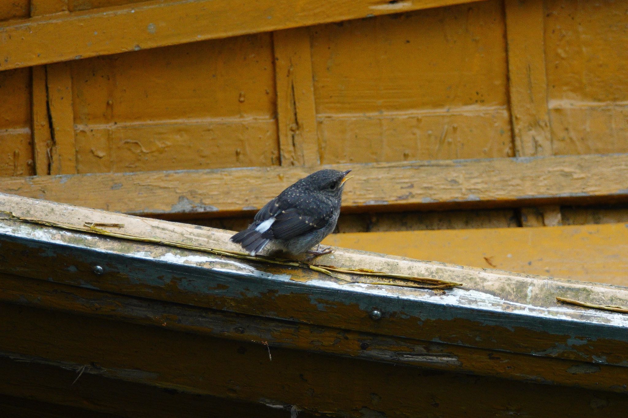 Plumbeous Water Redstart