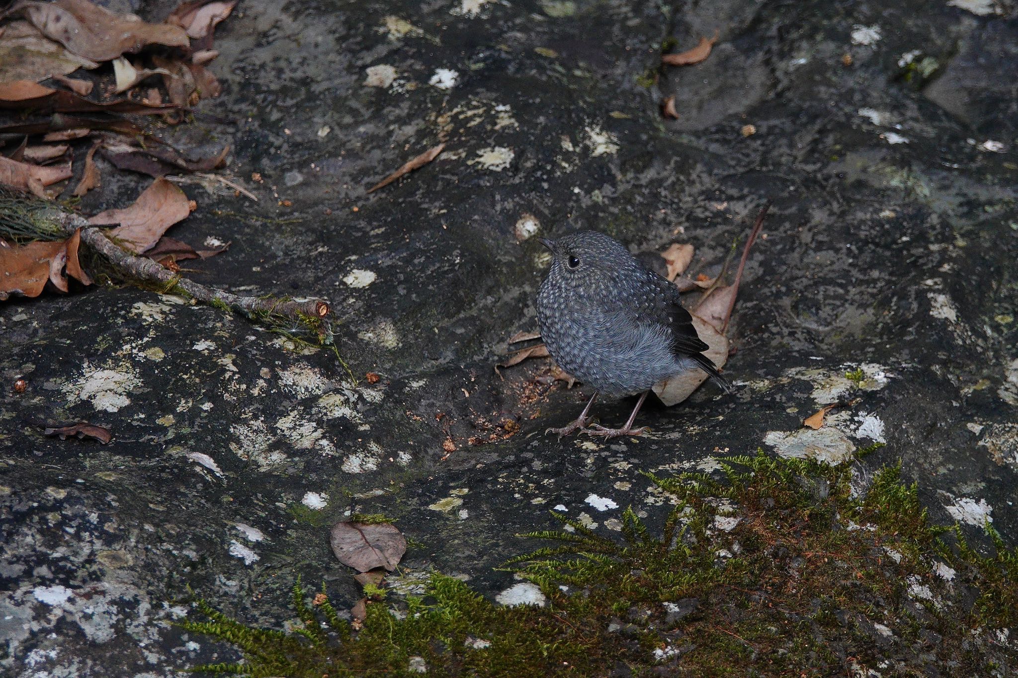 Plumbeous Water Redstart