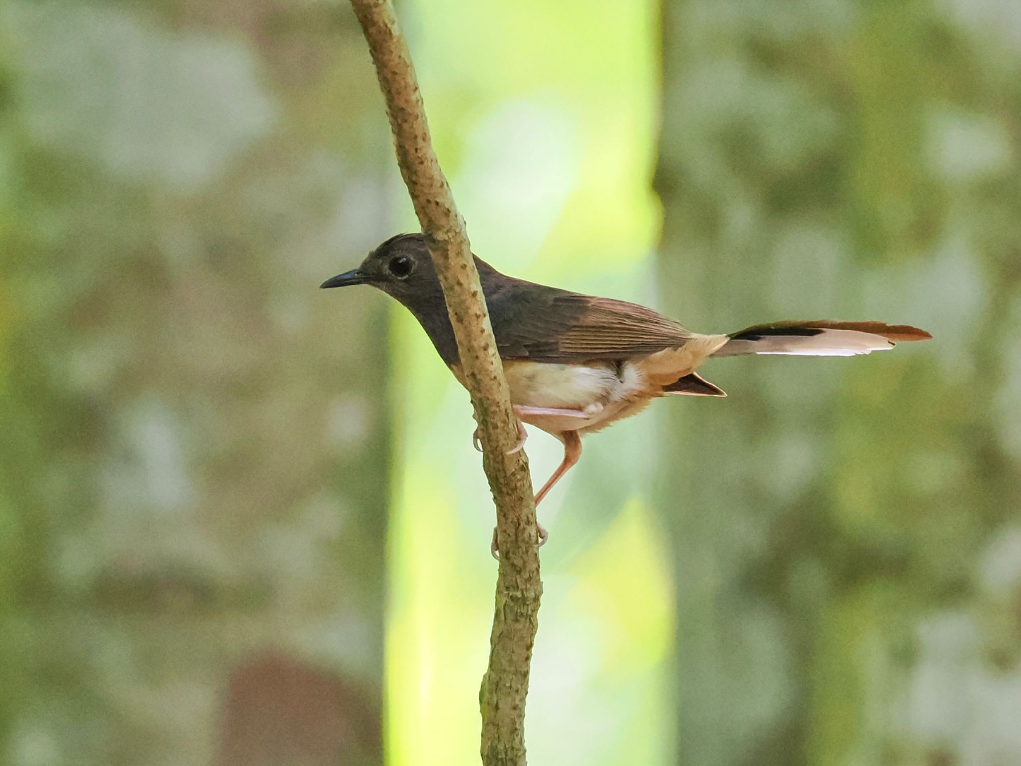 White-rumped Shama