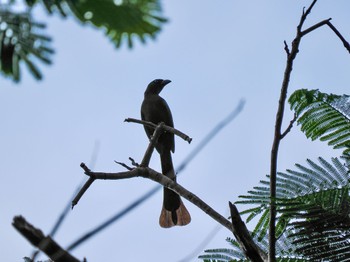 Racket-tailed Treepie Kaeng Krachan National Park Thu, 6/29/2023