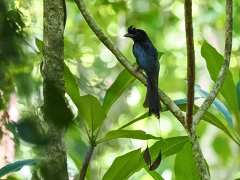 カザリオウチュウ ケーン・クラチャン国立公園 2023年6月29日(木)