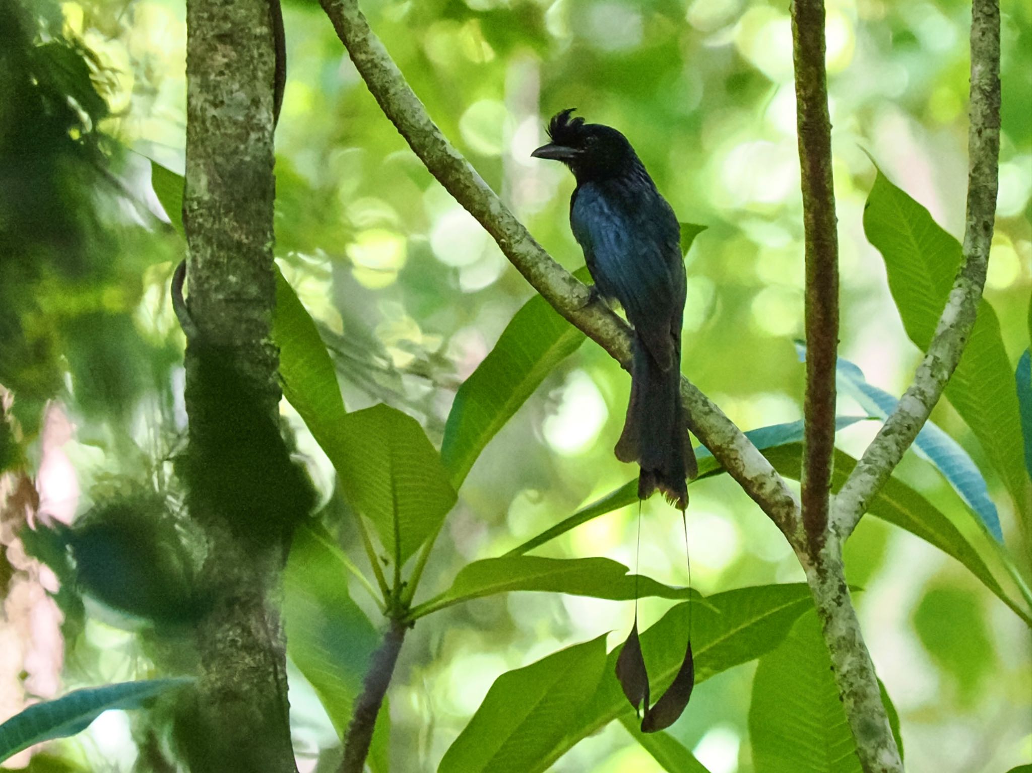 Greater Racket-tailed Drongo