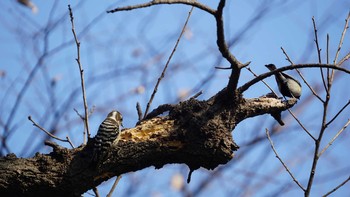 Japanese Pygmy Woodpecker 貝山緑地 Mon, 2/19/2018