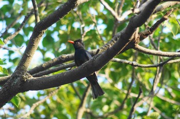 Black Bulbul 大安森林公園 Tue, 6/6/2023