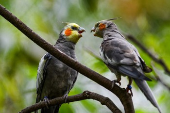 オカメインコ キャンベルタウン野鳥の森 2021年5月18日(火)