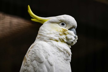 Sulphur-crested Cockatoo キャンベルタウン野鳥の森 Tue, 5/18/2021