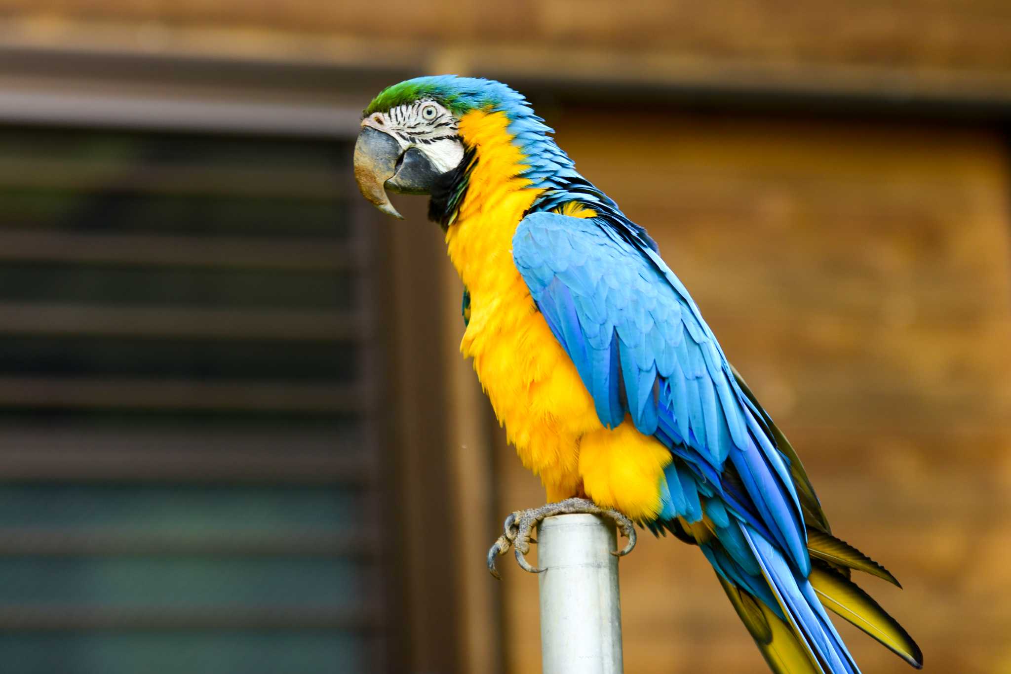 Photo of Scarlet Macaw at Tama Zoological Park by Yokai