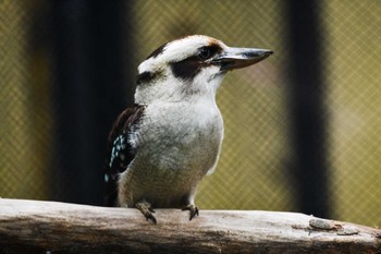 ワライカワセミ キャンベルタウン野鳥の森 2021年5月18日(火)