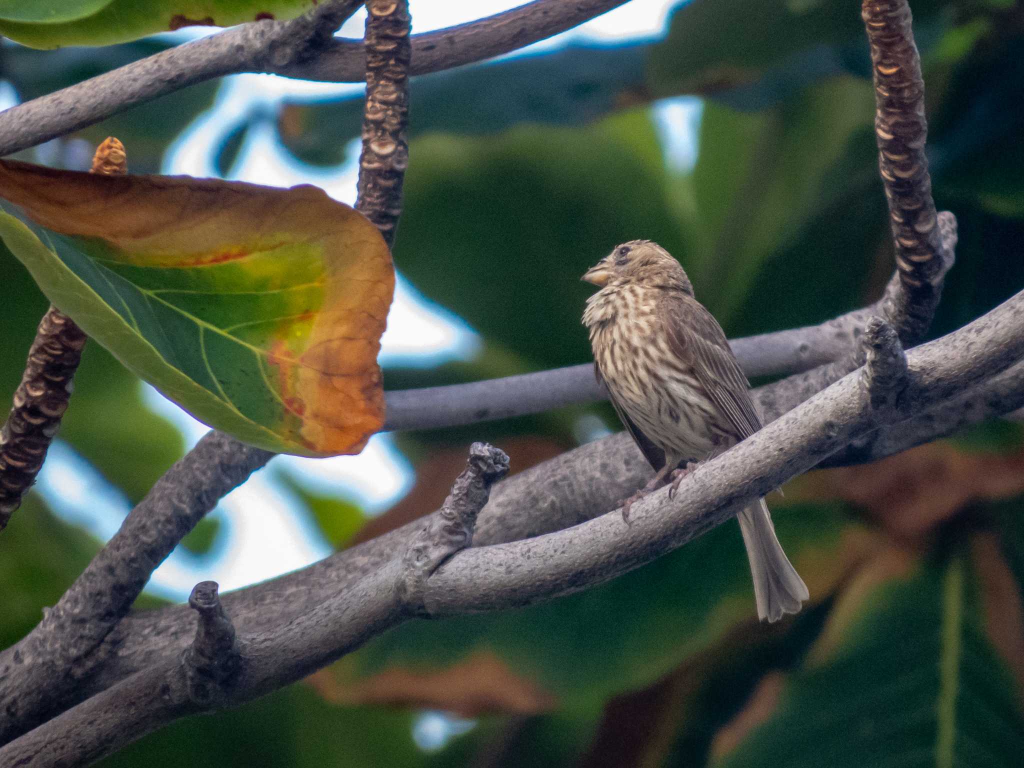 Photo of House Finch at ロイヤルコナリゾート by ときのたまお