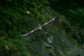 Black Kite Unknown Spots Wed, 7/5/2023