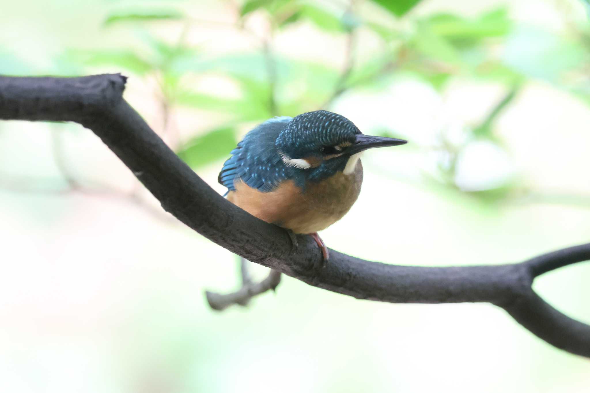 夙川のカワセミ