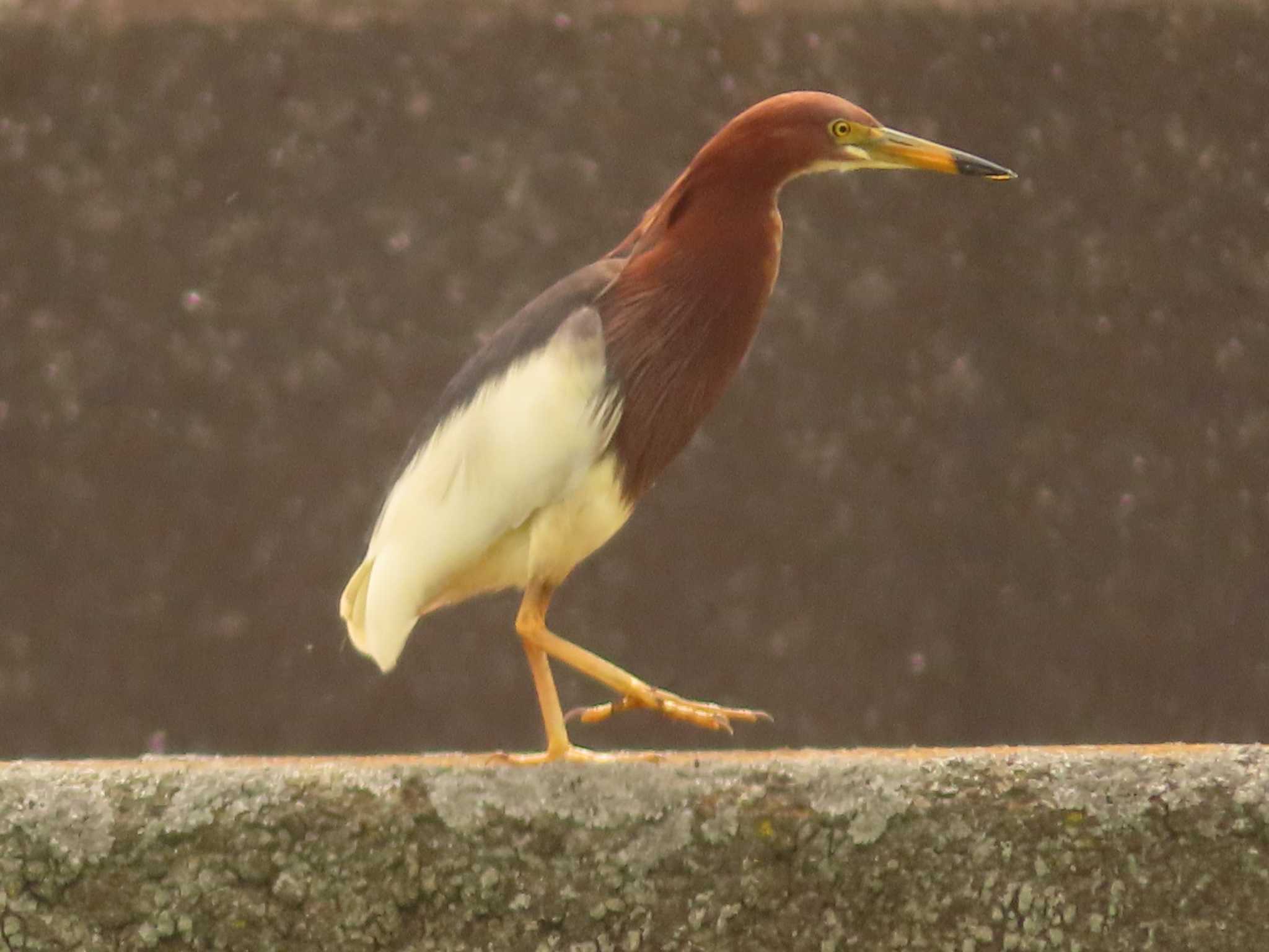 Photo of Chinese Pond Heron at 金井遊水地(金井遊水池) by ゆ