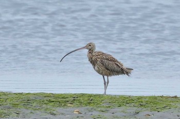 ホウロクシギ 場所が不明 2018年8月6日(月)