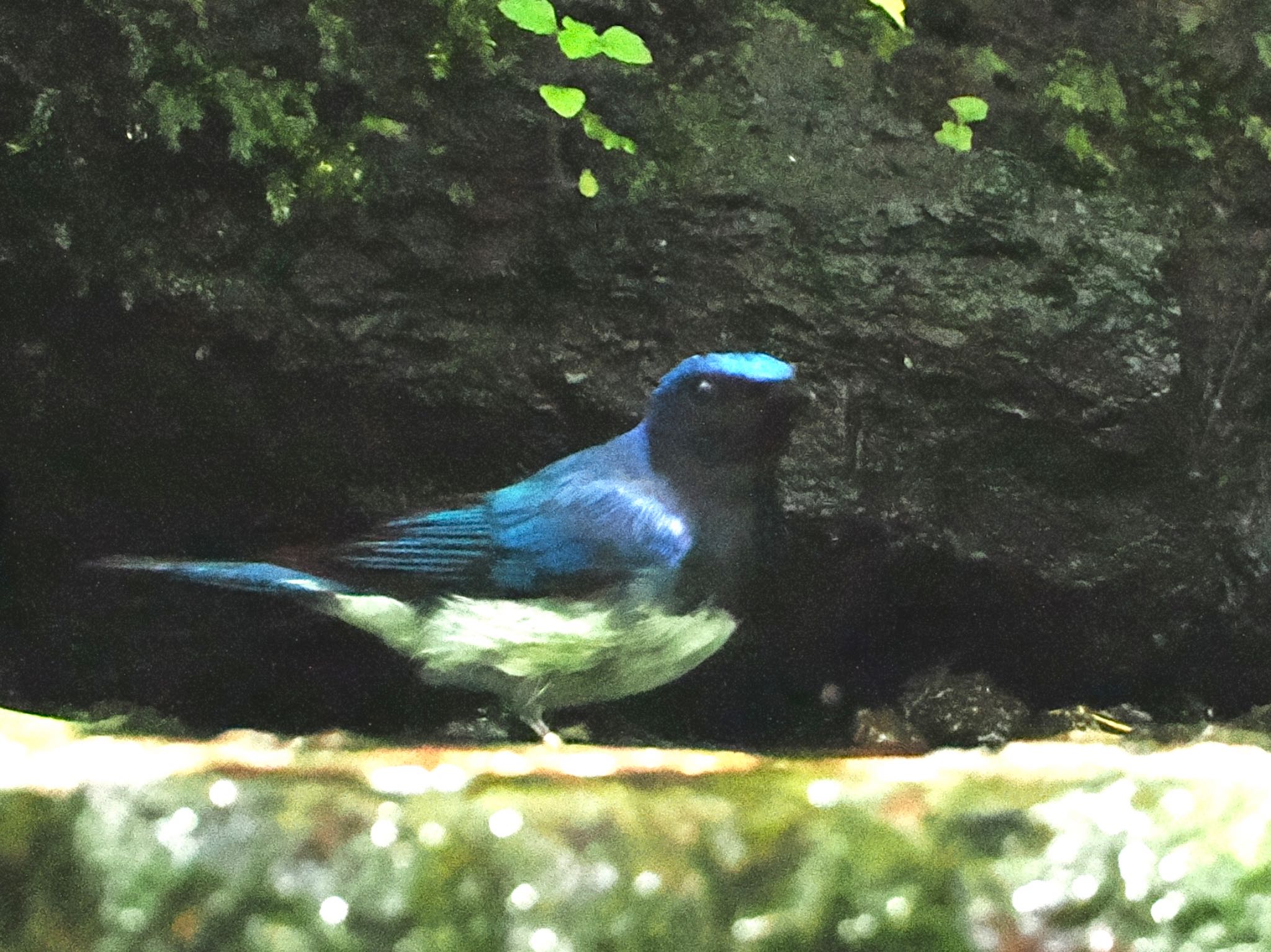 大洞の水場 オオルリの写真