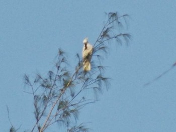 Sulphur-crested Cockatoo パプアニューギニア Unknown Date