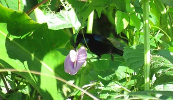 Black Sunbird