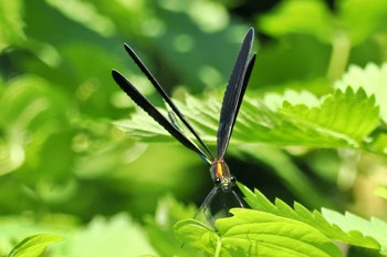 未同定 丹生湖 2023年7月4日(火)