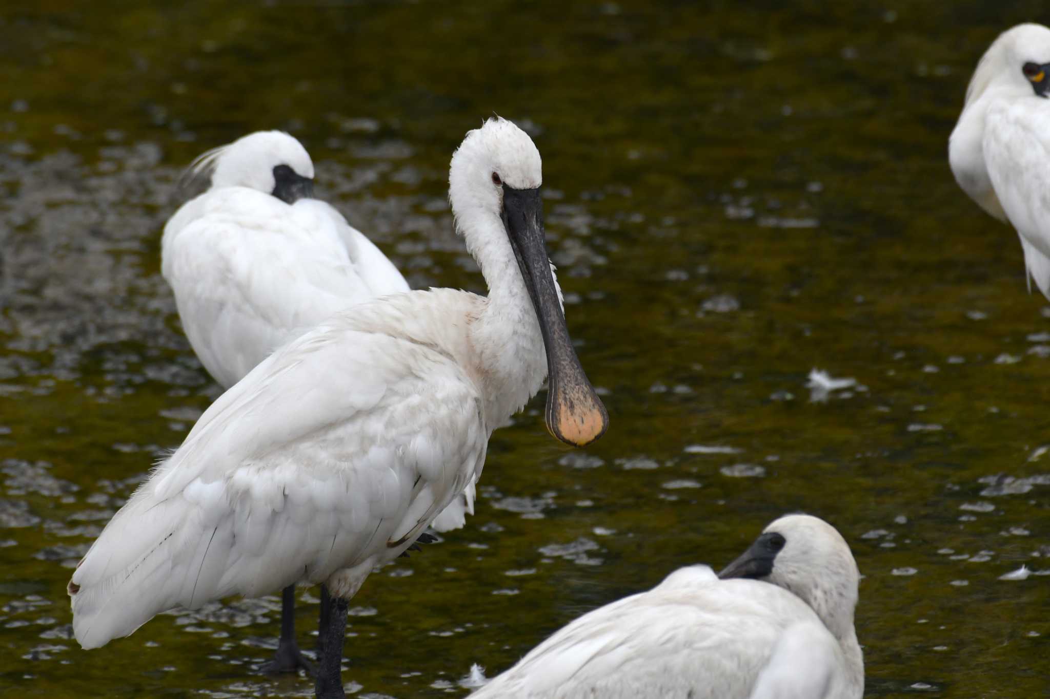 Photo of Eurasian Spoonbill at 与根の三角池 by Semal