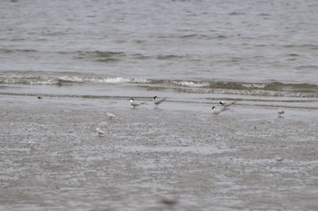 アジサシ 検見川浜コアジサシ保護区 2023年7月3日(月)