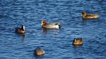 Eurasian Wigeon 平潟湾 Thu, 1/11/2018