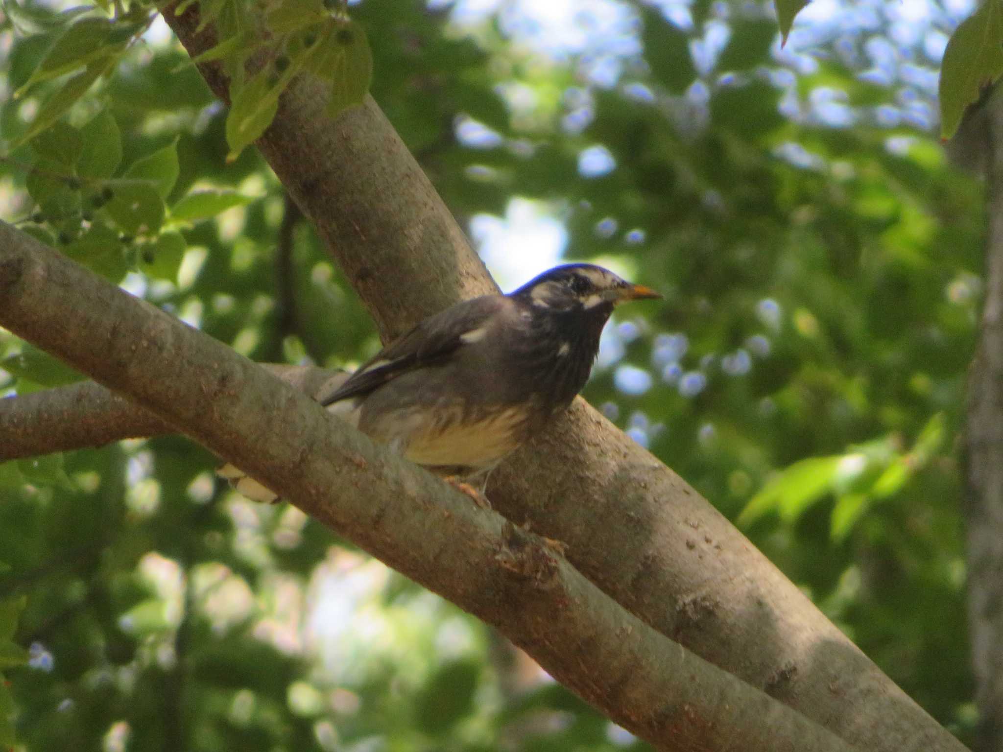 Photo of White-cheeked Starling at  by KAT