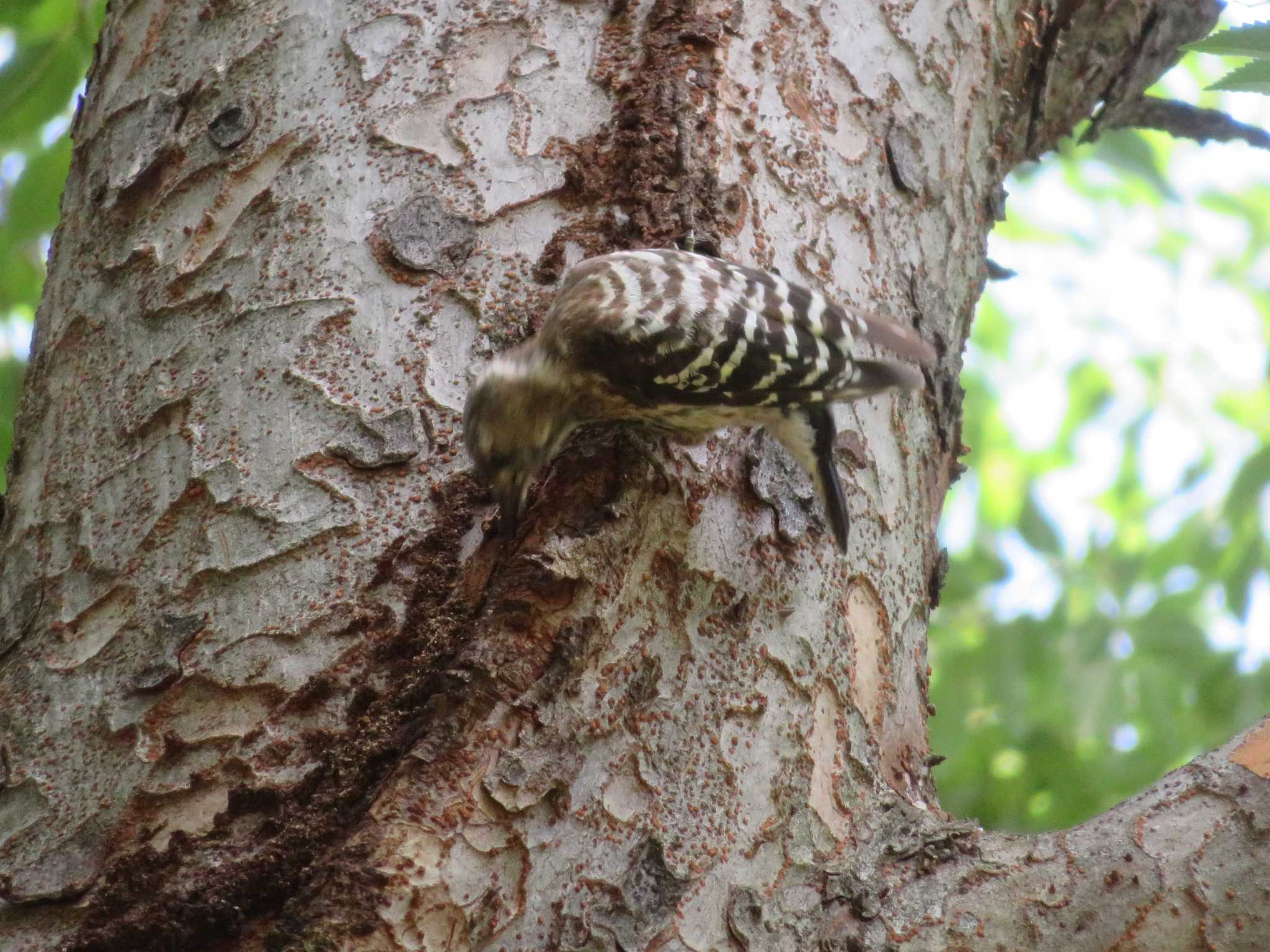 Photo of Japanese Pygmy Woodpecker at  by KAT