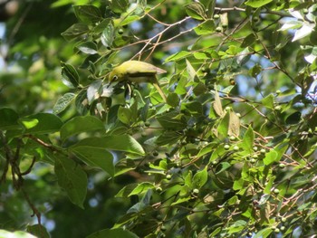 Warbling White-eye Unknown Spots Fri, 7/7/2023