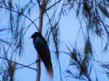 Blue Bird-of-paradise