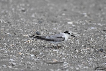 Common Tern 検見川浜コアジサシ保護区 Fri, 6/30/2023