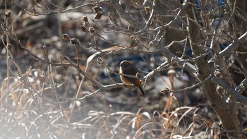 Daurian Redstart 光の丘公園 Sat, 1/13/2018